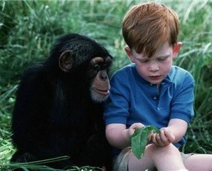 İnsanla maymun arasındaki genetik benzerlik %98 midir? Bu benzerlik evrime delil olabilir mi?