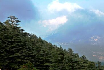 dc3bcnyanc4b1n-en-yac59flc4b1-sediri-olan-2317-yac59fc4b1ndaki-ambar-katranc4b1n-da-bulunduc49fu-ant-kumlucadaki-dibek-tabiatc4b1-koruma-a-365x245 Varlık ve Ahlâk