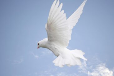 Ozgurluk-365x245 İmam el-Gazzâlî, İbni Sina Eleştirisi Hakkında