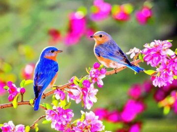 b6_npk4cqaa3ft9-360x270 İmam Gazali ve Emile Boutroux