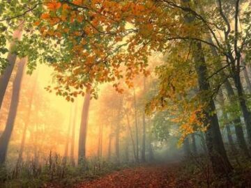 e030fb31-bd2d-4220-802e-f17d29841aa4-360x270 İmam Gazali ve Emile Boutroux