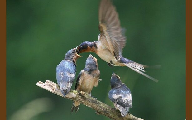 kus2-616x385 Varlık ve Ahlâk