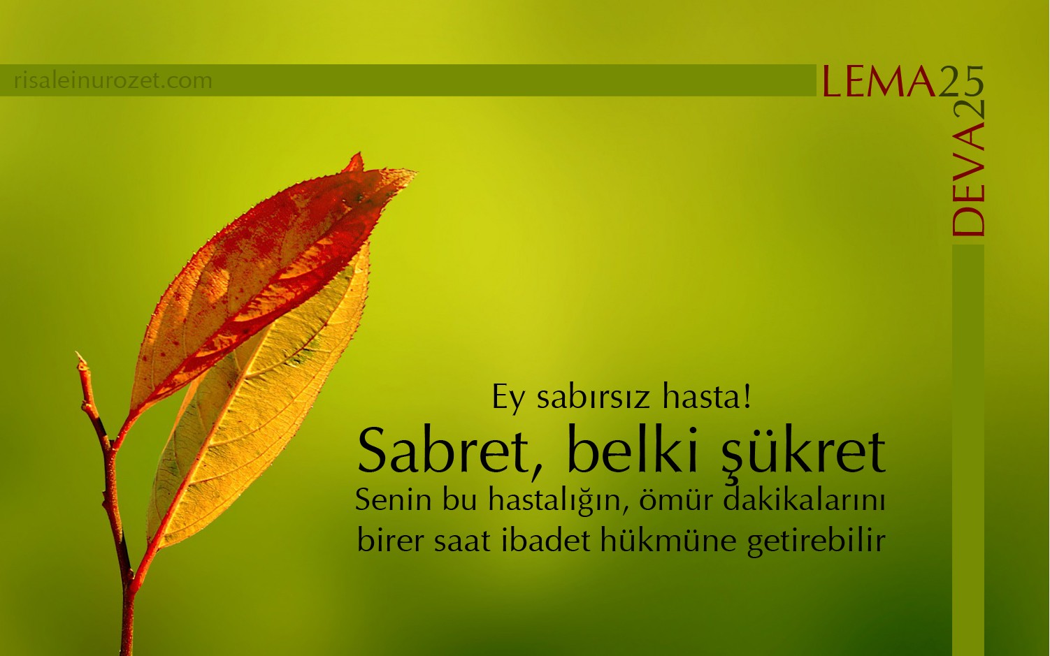 Harika Görüntü