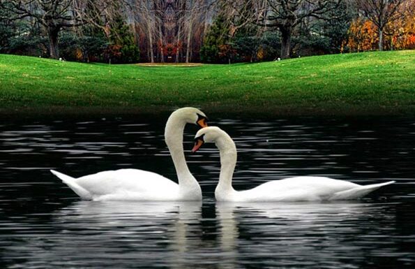 swan-595x385 Kendine Bakan Eksiğini Görecektir