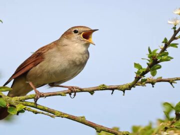 bulbul-1-1-360x270 Felsefede Hürlük Sorunu